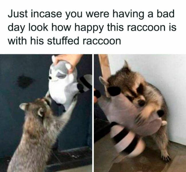 Brain memes Just incase you were having a bad day look how happy this raccoon is with his stuffed raccoon