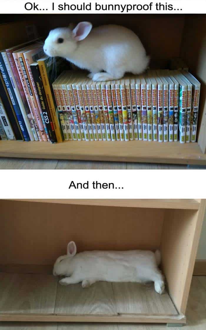 bunny memes, rabbit memes, Easter bunny memes, easter memes, Cute bunny memes