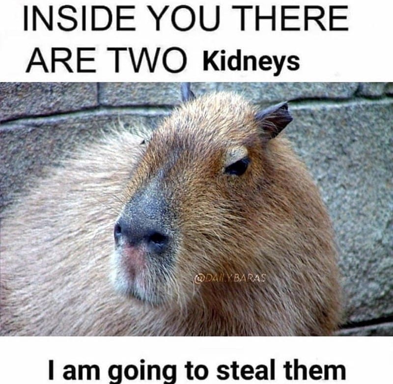 capybara memes, capybara jokes, absurd comedy, oversized rodent humor, comical wildlife memes