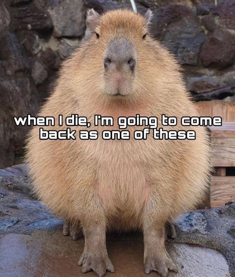 capybara memes, capybara jokes, absurd comedy, oversized rodent humor, comical wildlife memes