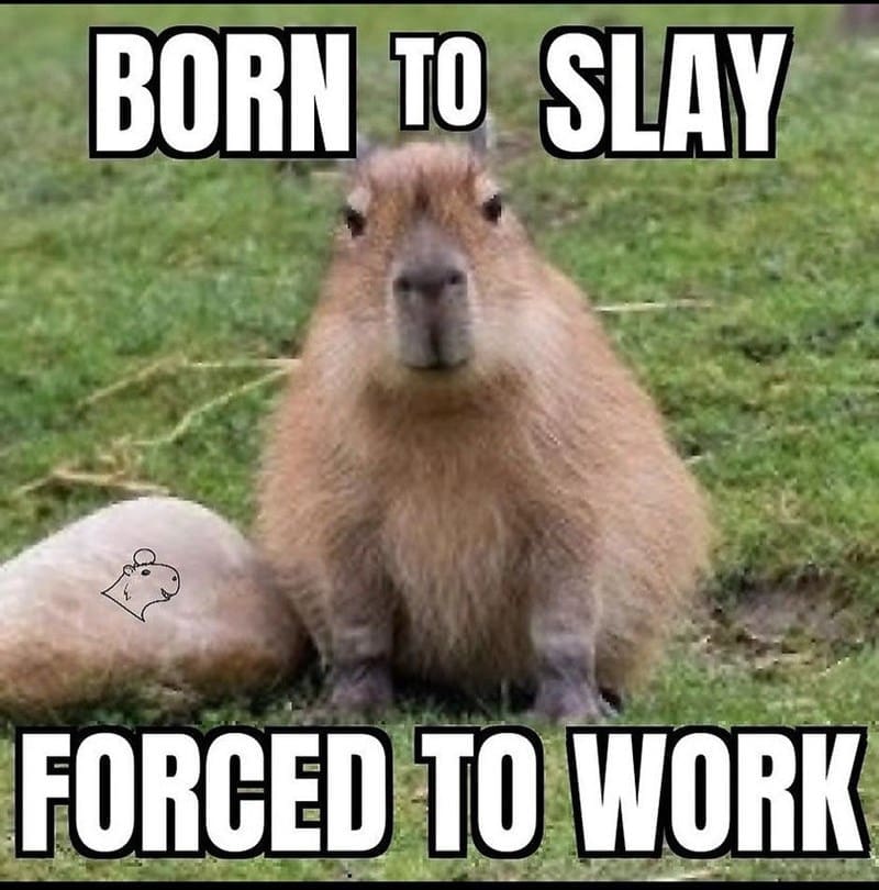 capybara memes, capybara jokes, absurd comedy, oversized rodent humor, comical wildlife memes