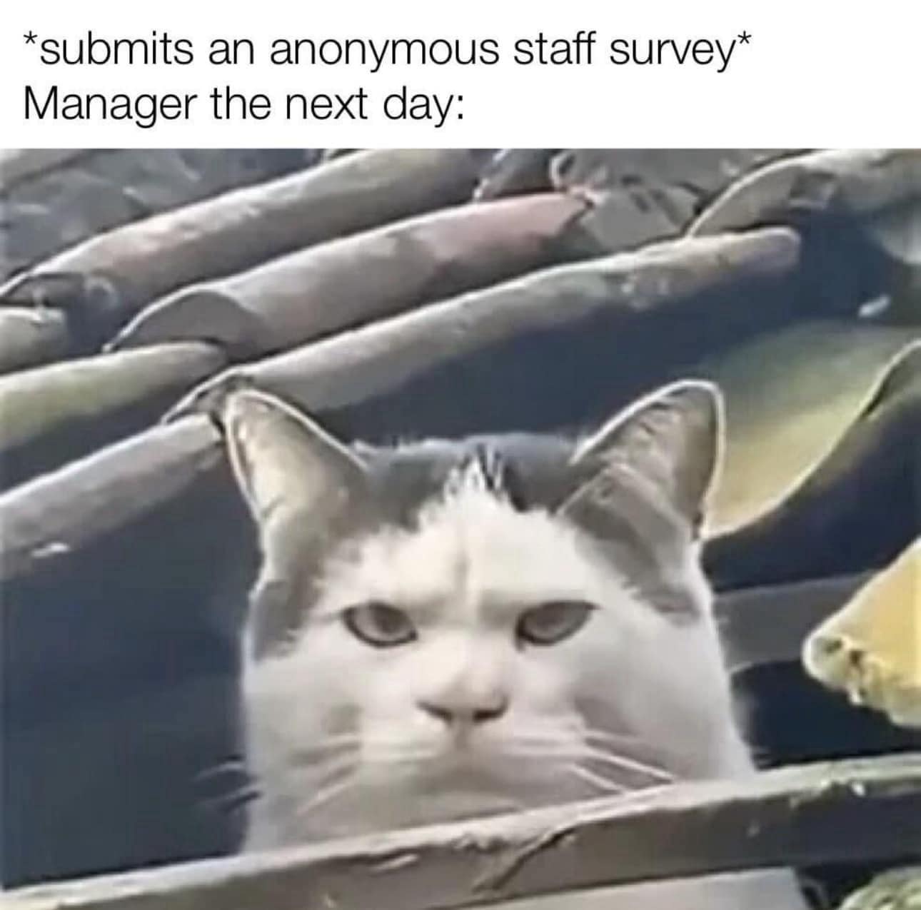 classic memes, vintage memes, best memes, nternet culture, viral sensations, meme history, Timeless humor, iconic memes, internet nostalgia