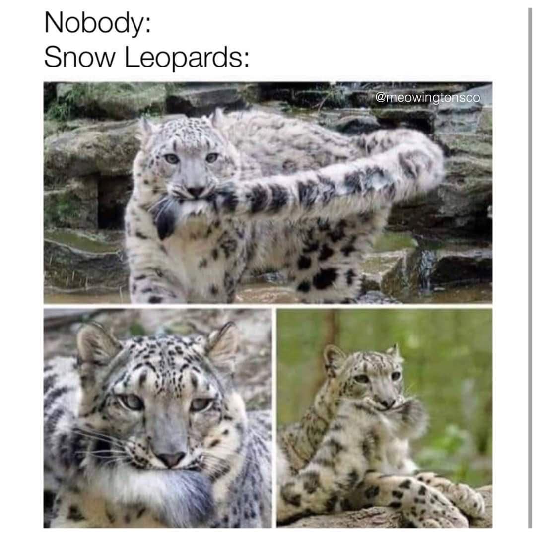 classic memes, vintage memes, best memes, old memes, viral memes, internet culture, meme nostalgia, iconic memes, timeless humor, meme throwbacks