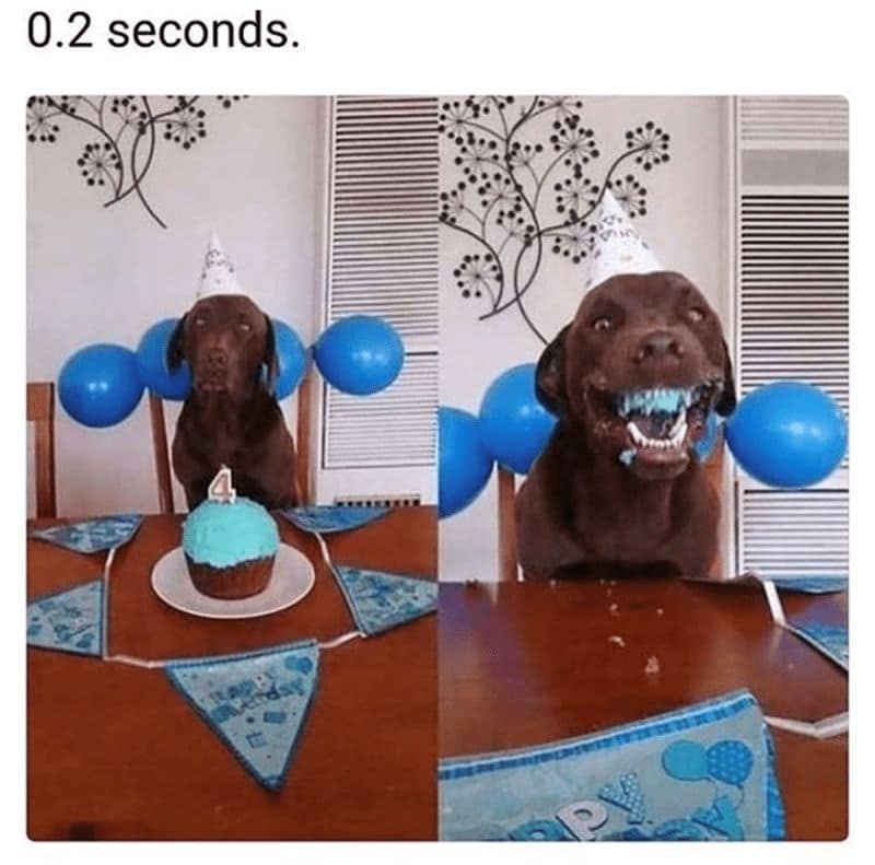 dog memes, doggo memes, funny dog memes, hilarious dog memes, best dog memes, canine memes, pup memes, amusing dog memes