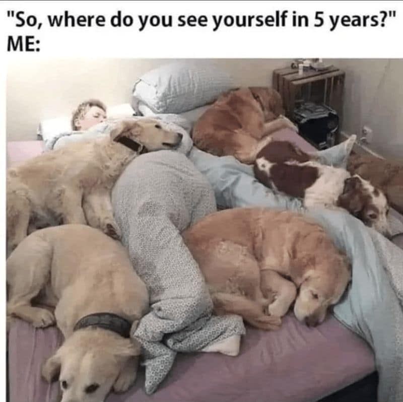 dog memes, doggo memes, funny dog memes, hilarious dog memes, best dog memes, canine memes, pup memes, amusing dog memes
