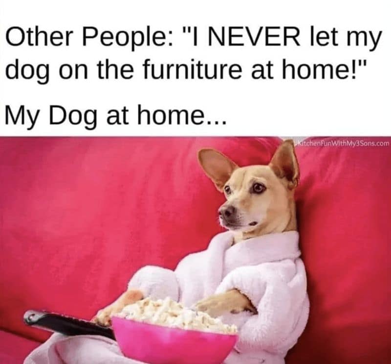 dog memes, doggo memes, funny dog memes, hilarious dog memes, best dog memes, canine memes, pup memes, amusing dog memes