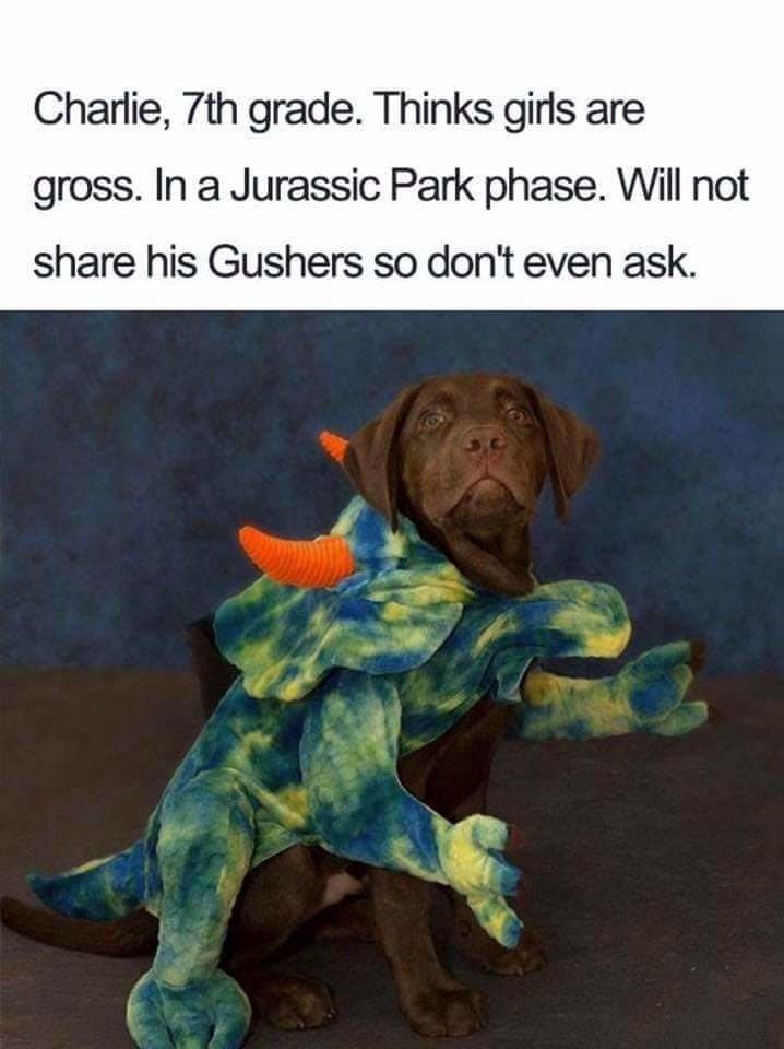 dog memes, doggo memes, funny dog memes, hilarious dog memes, best dog memes, canine memes, pup memes, amusing dog memes