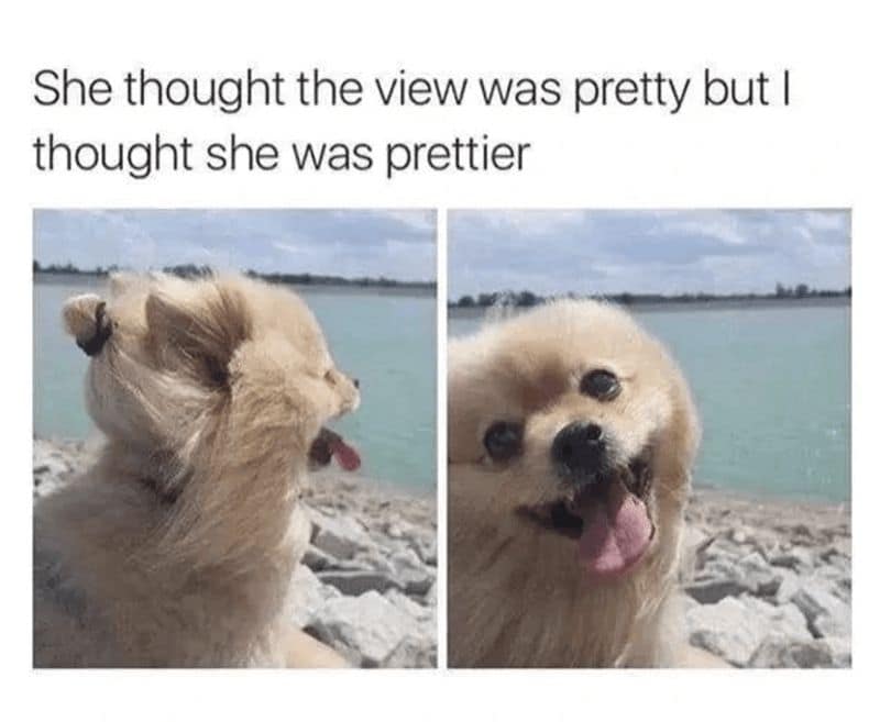 dog memes, doggo memes, funny dog memes, hilarious dog memes, best dog memes, canine memes, pup memes, amusing dog memes