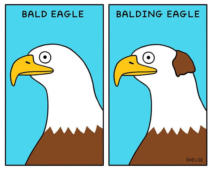 BALD EAGLE BALDING EAGLE