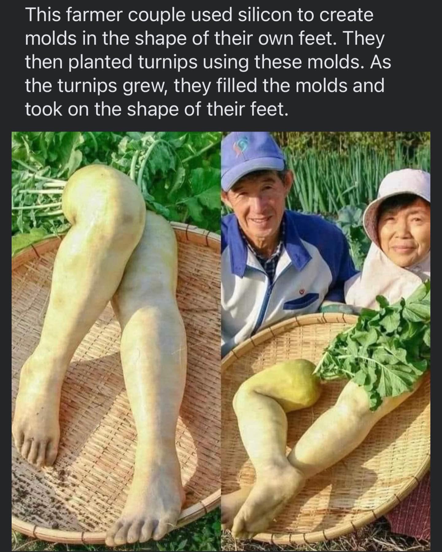 This farmer couple used silicon to create molds in the shape of their own feet. They then planted turnips using these molds. As the turnips grew, they filled the molds and took on the shape of their feet.