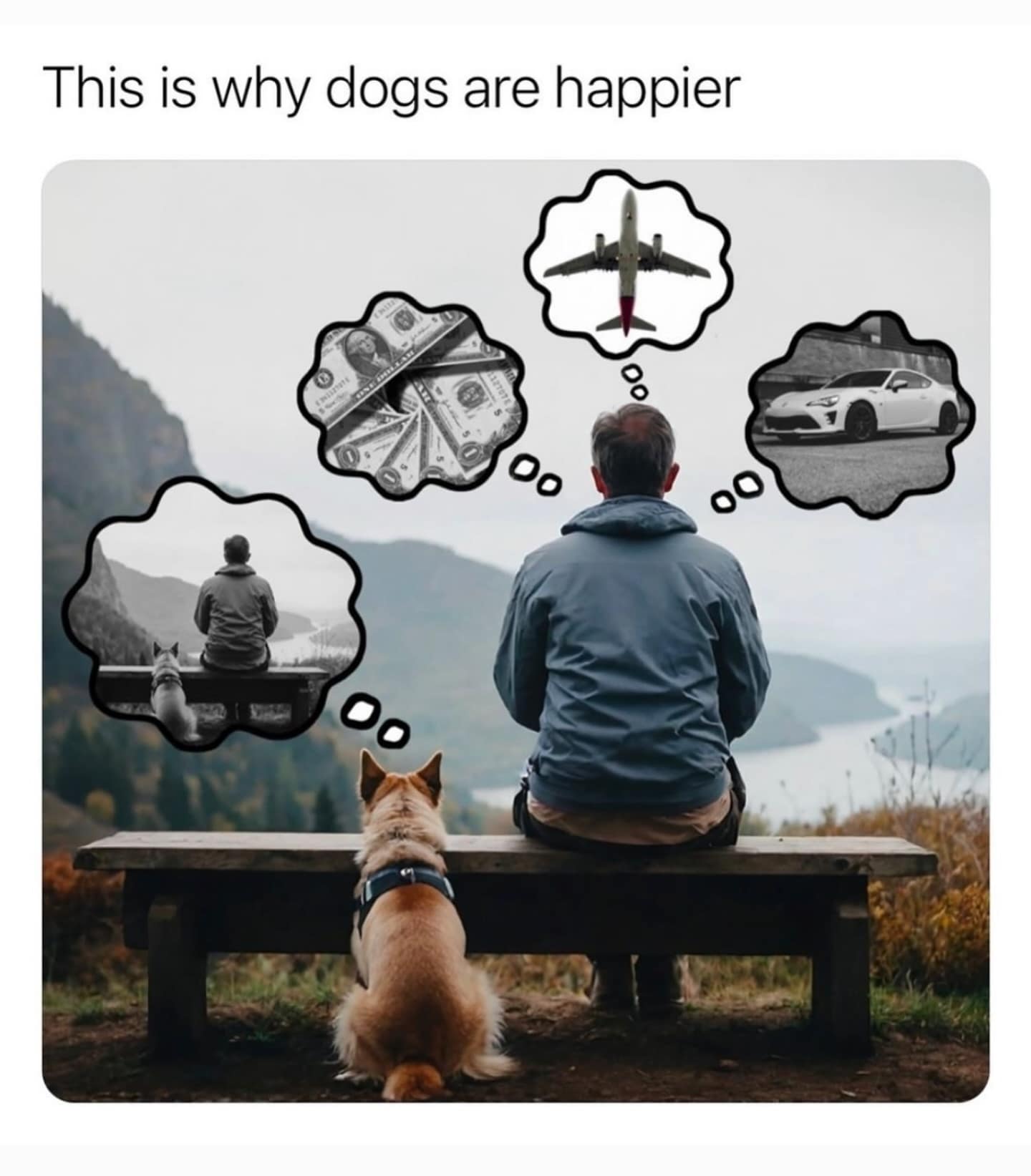This is why dogs are happier