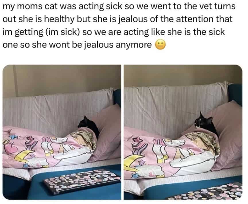 wholesome memes, heartwarming memes, uplifting memes, Feel-good memes, Positive memes, kindness memes