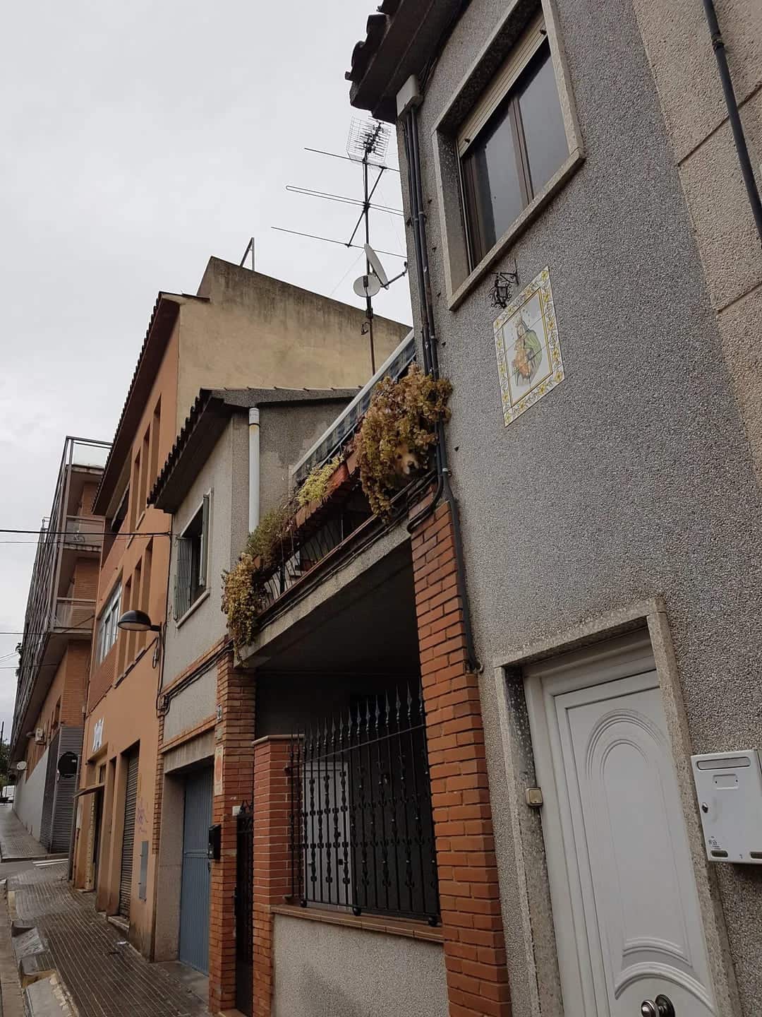 accidental camouflage, Camouflage fails, unintentional blending, hilarious disguise mistakes)