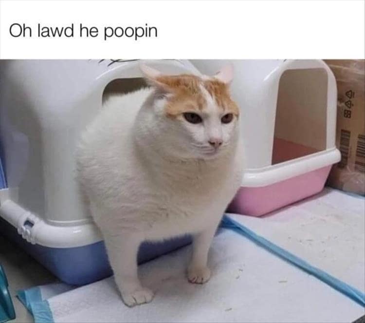 classic memes, vintage memes, viral tweets, funny memes from the past, internet history, timeless memes, legendary tweets, internet hall of fame