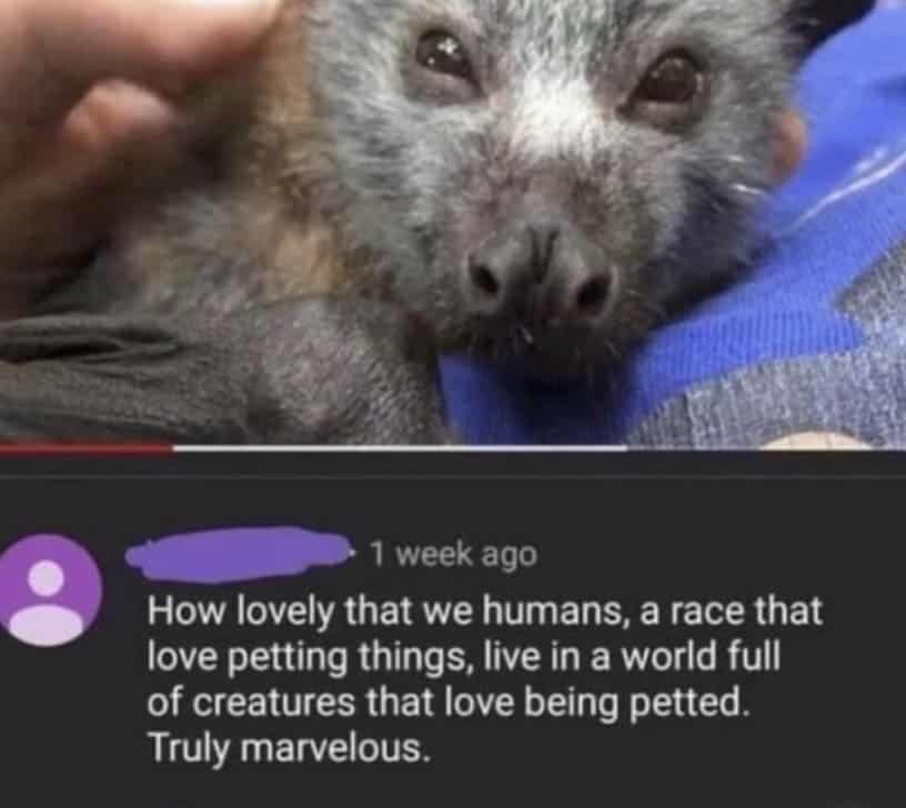 How lovely that we humans, a race that love petting things, live in a world full of creatures that love being petted. Truly marvelous.