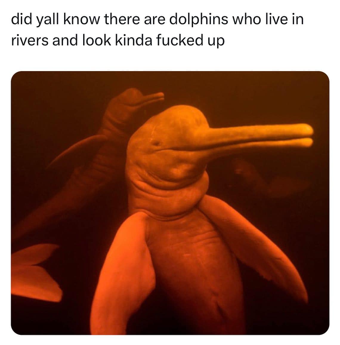 did yall know there are dolphins who live in rivers and look kinda f up