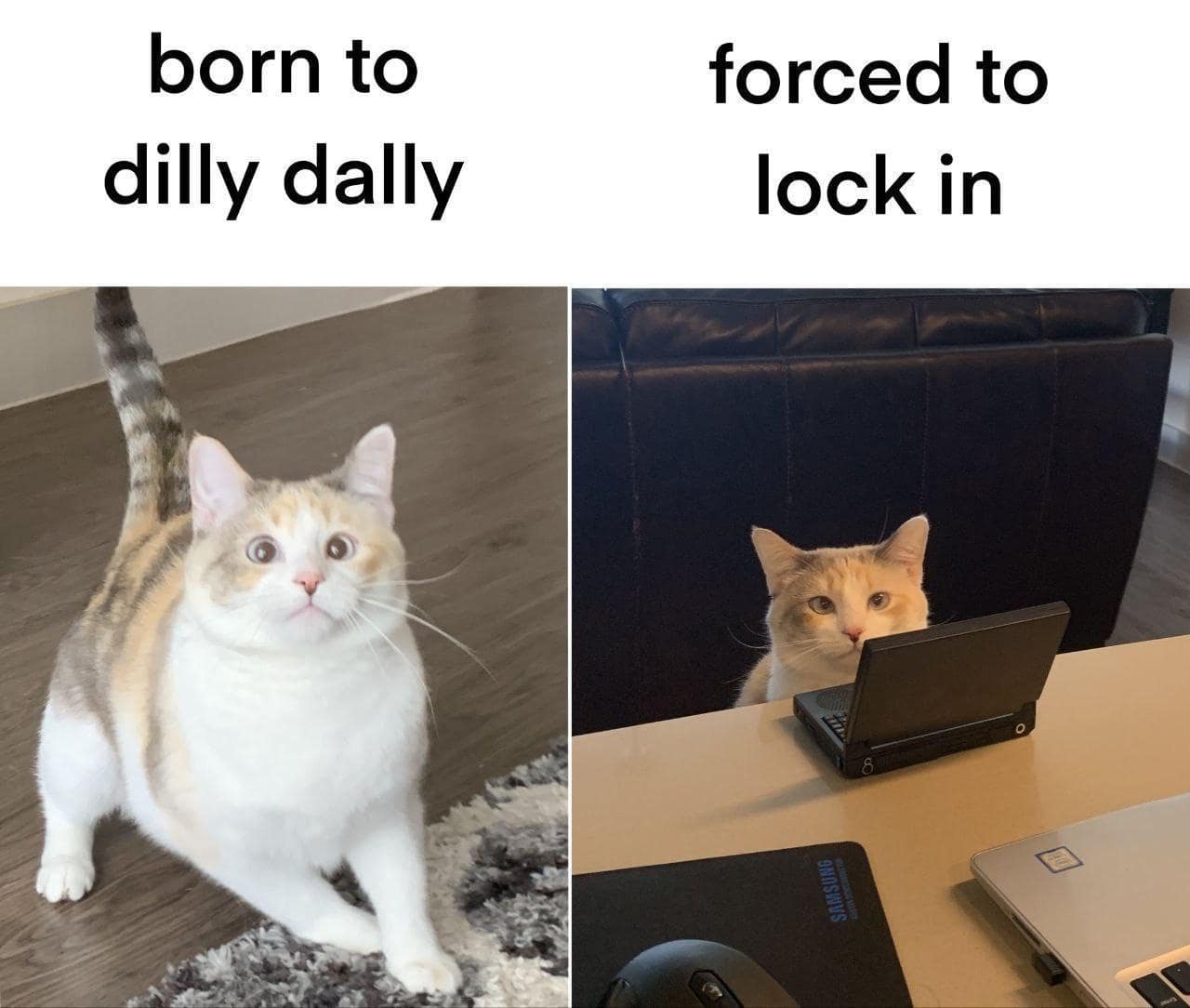 born to dilly dally forced to lock in