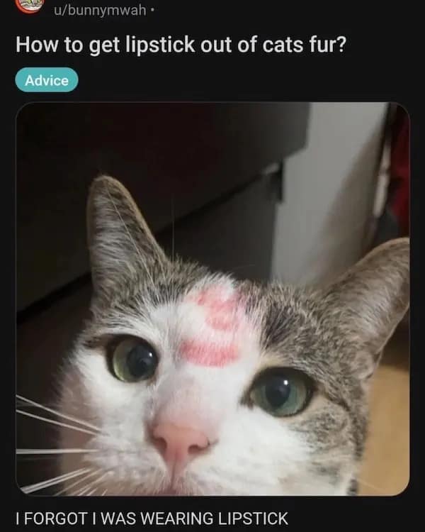 meme dump, hilarious memes, funny memes, entertaining memes, Afternoon pick-me-up, mid-day energy boost, humor break) Social media humor, online entertainment, internet funny content