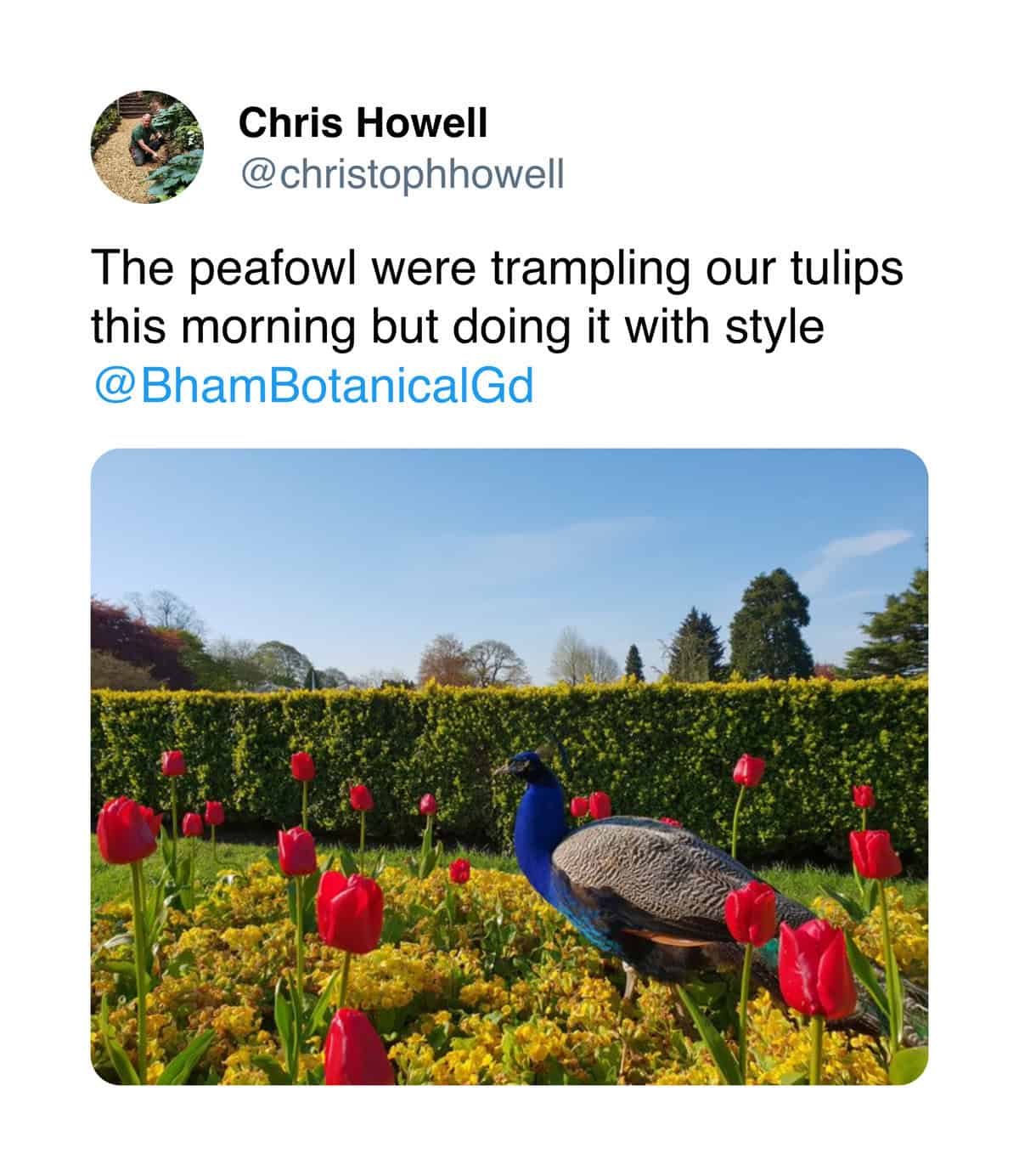 The peafowl were trampling our tulips this morning but doing it with style