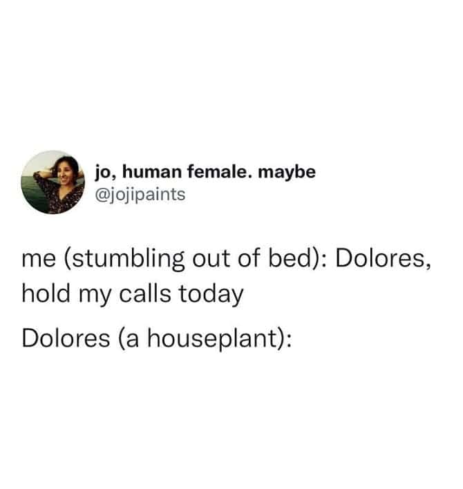 me (stumbling out of bed): Dolores, hold my calls today Dolores (a houseplant):