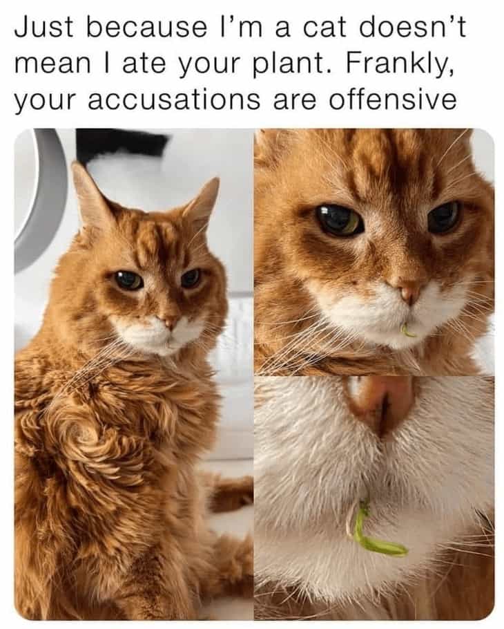 Just because I'm a cat doesn't mean I ate your plant. Frankly, your accusations are offensive