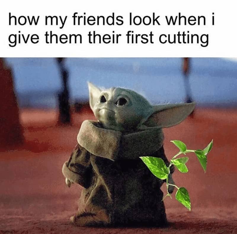 how my friends look when i give them their first cutting