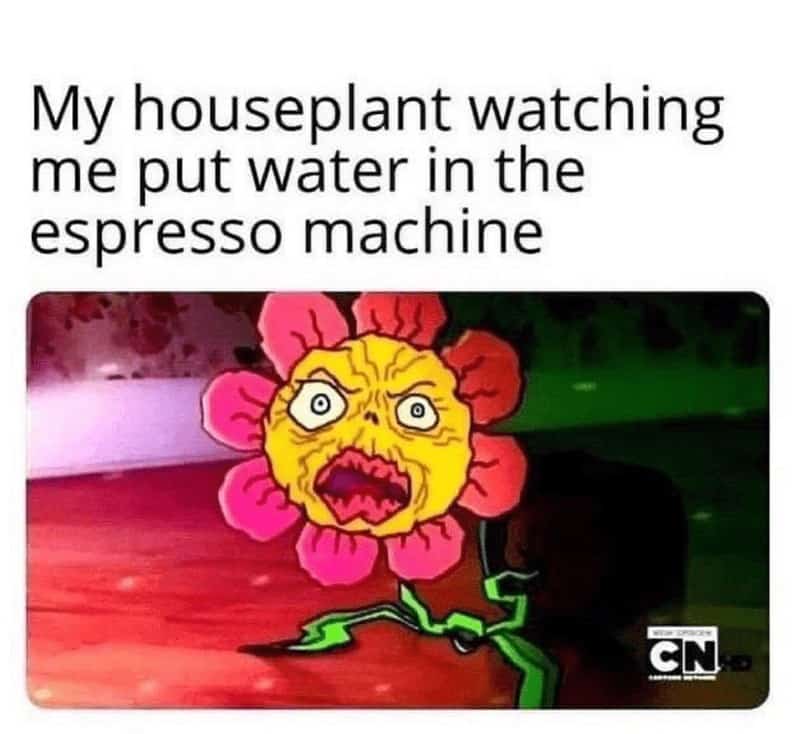 My houseplant watching me put water in the espresso machine
