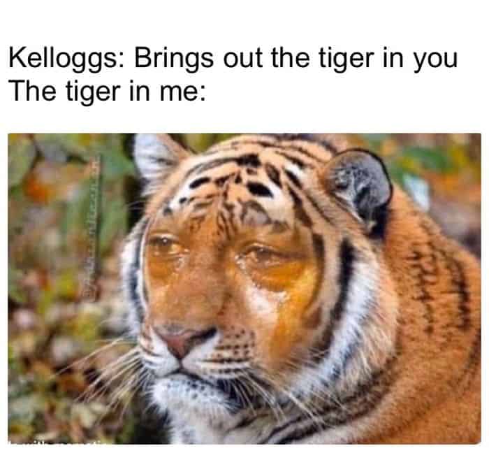 tiger memes, big cat memes, big cats memes, eye of the tiger memes, big cats memes, funny tigers