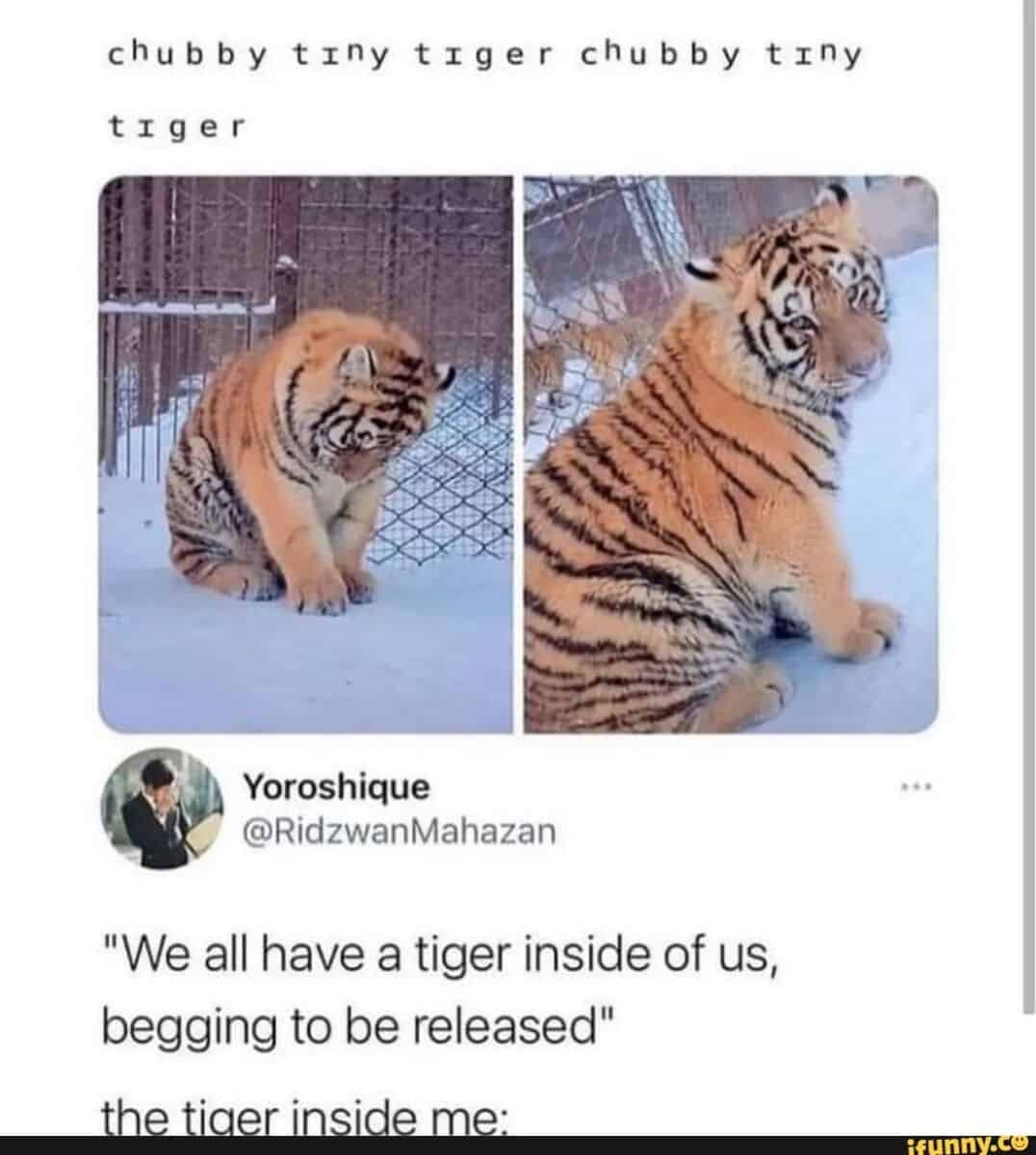 tiger memes, big cat memes, big cats memes, eye of the tiger memes, big cats memes, funny tigers
