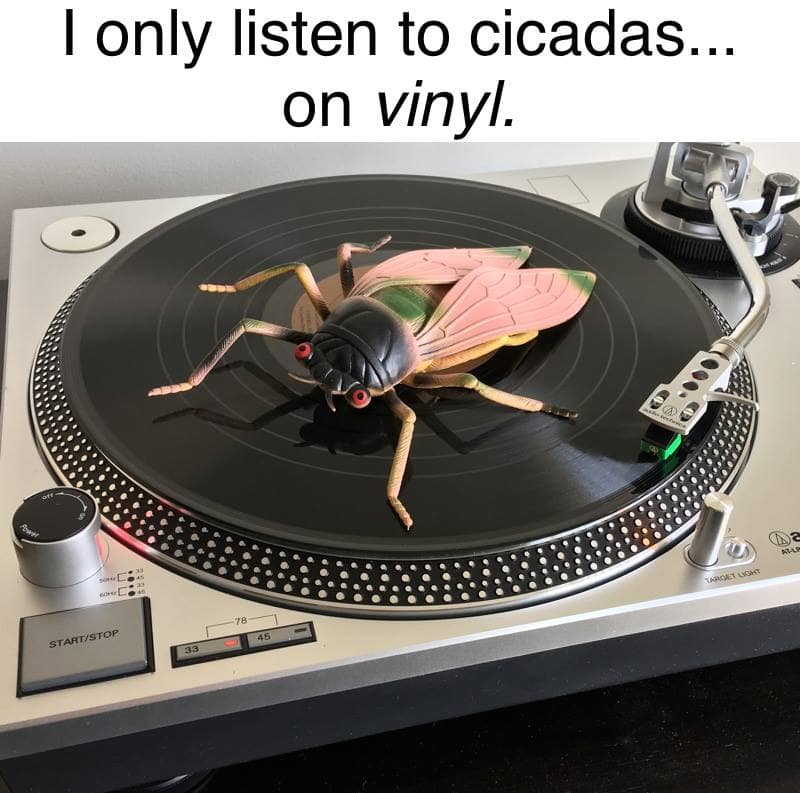 cicada memes, cicadas, brood X, Brood X emergence memes, 17-year cicada memes, Periodical cicada humor, Cicada apocalypse memes, Funny insect memes, Animal life cycle memes
