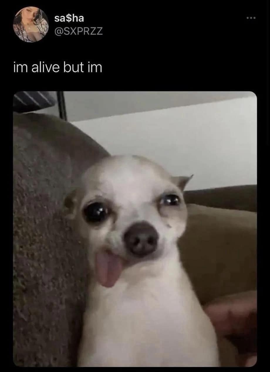 classic memes, vintage memes, viral tweets, best memes, Online Humor Trends, Internet Gold, Meme Masters, Social Media Shenanigans, Web-Wit Wonders