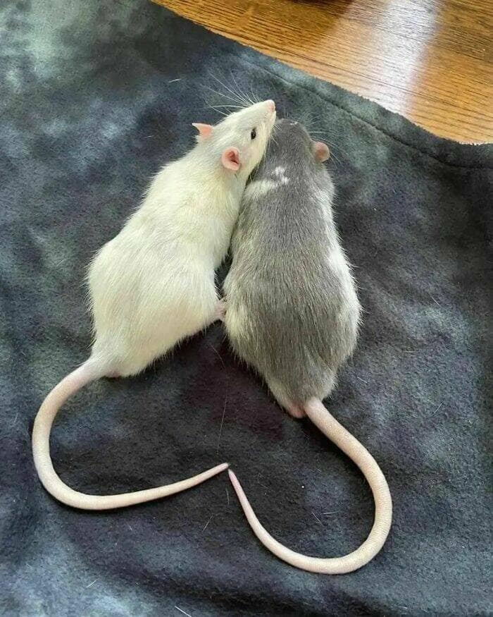 cute rats, pet rats