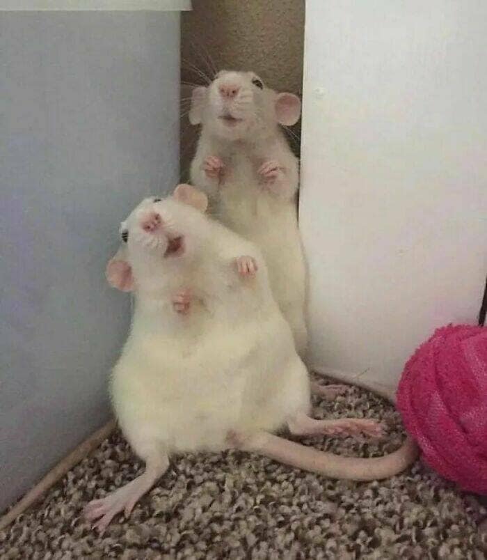 cute rats, pet rats