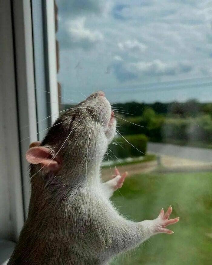 cute rats, pet rats
