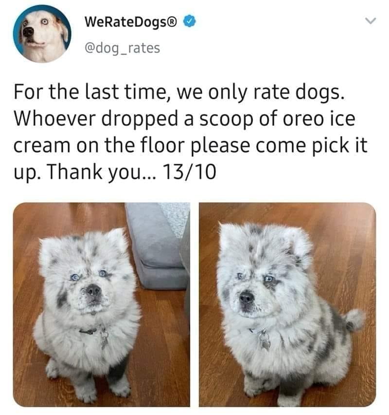 dog memes, doggo memes, funny dog memes, hilarious dog memes, best dog memes, canine memes, pup memes, amusing dog memes