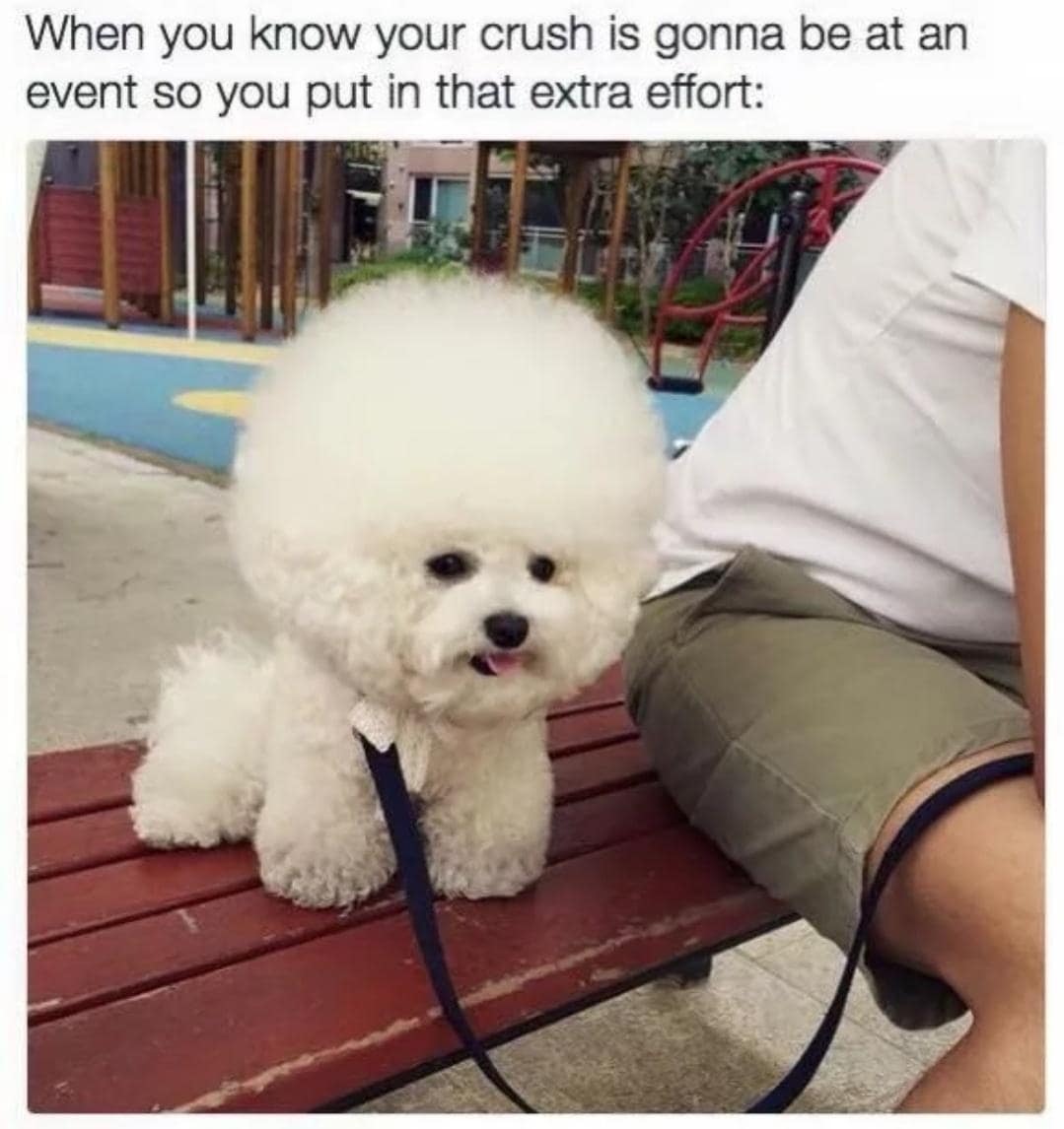 dog memes, doggo memes, funny dog memes, hilarious dog memes, best dog memes, canine memes, pup memes, amusing dog memes