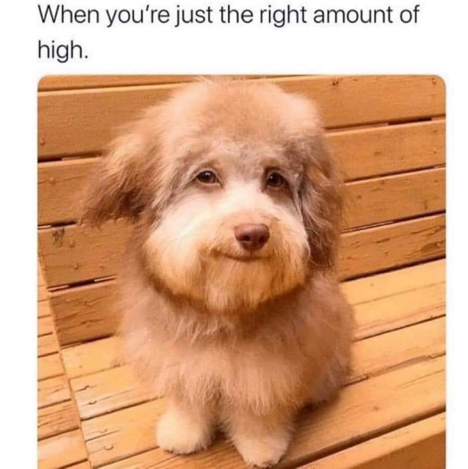 dog memes, doggo memes, funny dog memes, hilarious dog memes, best dog memes, canine memes, pup memes, amusing dog memes