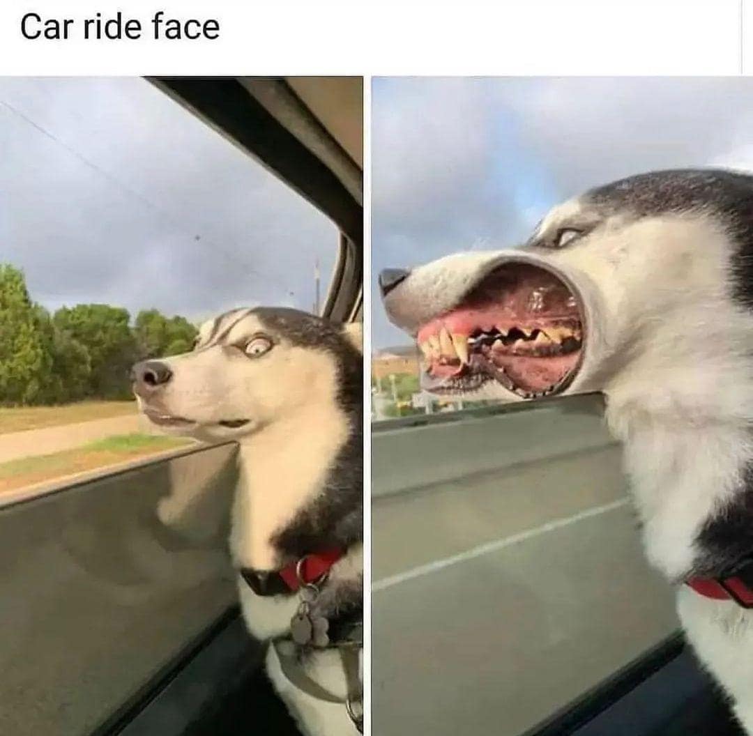 dog memes, doggo memes, funny dog memes, hilarious dog memes, best dog memes, canine memes, pup memes, amusing dog memes