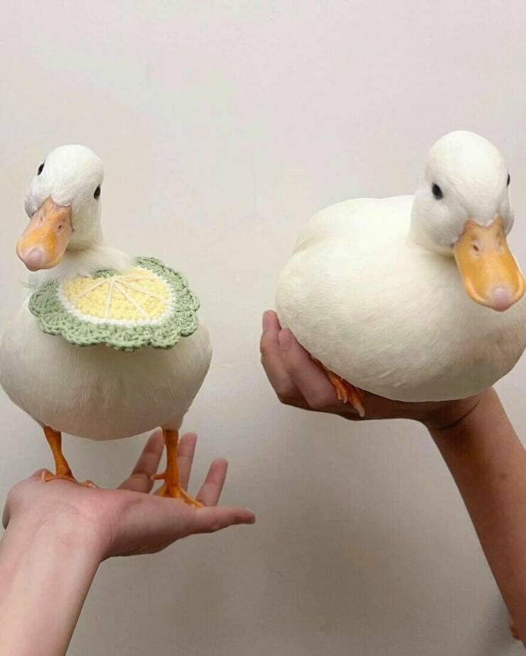 duck pics, Cute animal pictures, Adorable ducklings, Baby animal pictures, Animal cuteness overload