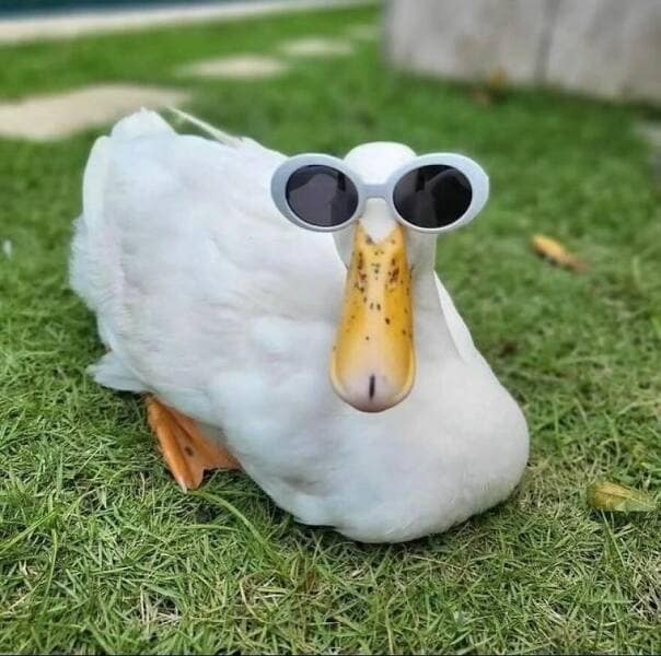 duck pics, Cute animal pictures, Adorable ducklings, Baby animal pictures, Animal cuteness overload