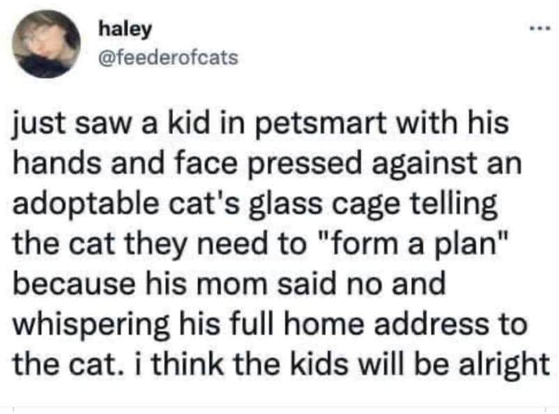 funny dumb memes. just saw a kid in petsmart with his hands and face pressed against an adoptable cat's glass cage telling the cat they need to "form a plan" because his mom said no and whispering his full home address to the cat. i think the kids will be alright