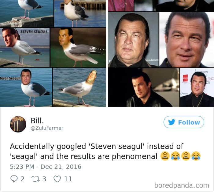 Accidentally googled 'Steven seagul' instead of 'seagal' and the results are phenomenal