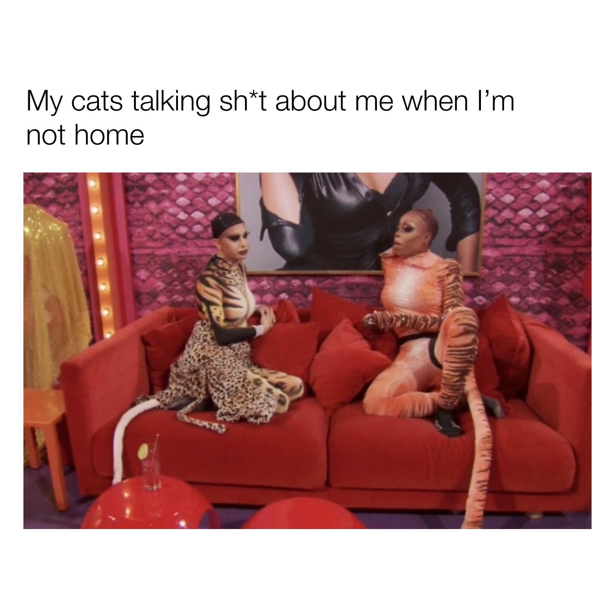 funny memes. My cats talking sh*t about me when I'm not home