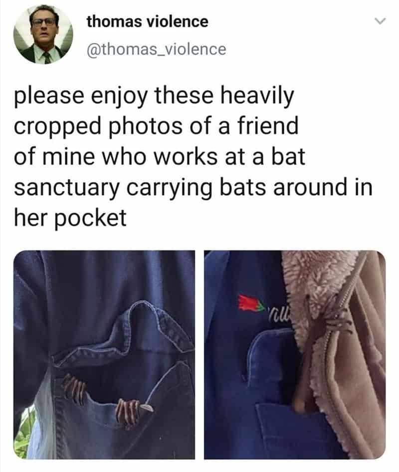 funny memes. please enjoy these heavily cropped photos of a friend of mine who works at a bat sanctuary carrying bats around in her pocket