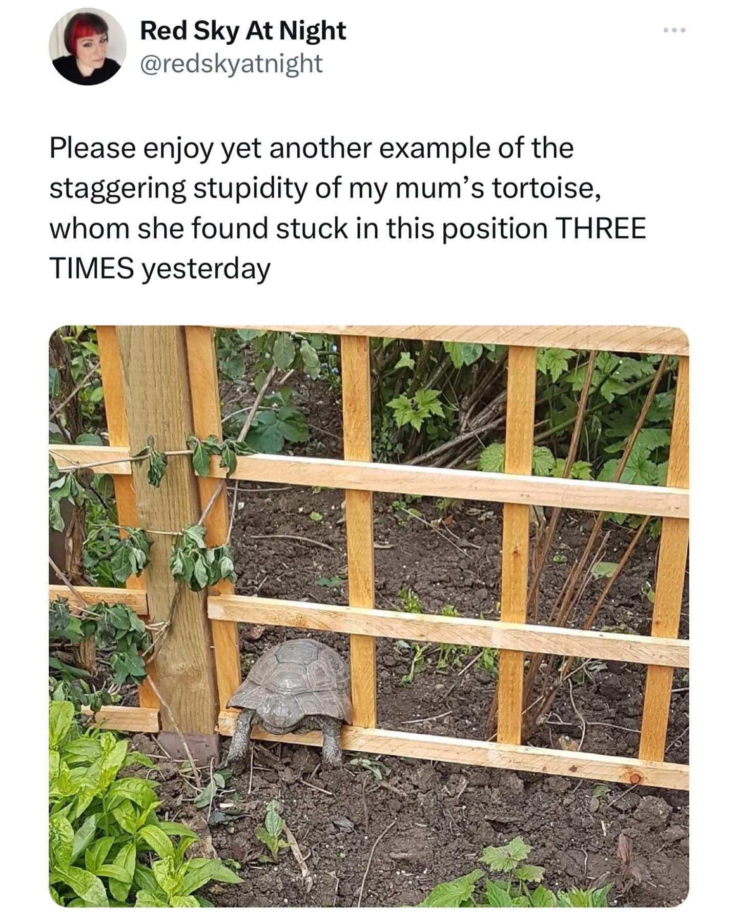 Please enjoy yet another example of the staggering stupidity of my mum's tortoise, whom she found stuck in this position THREE TIMES yesterday