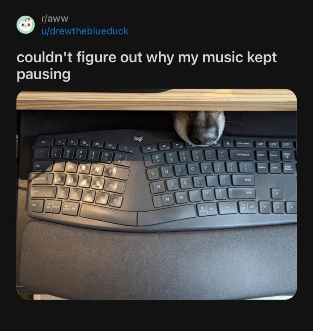 funny memes. couldn't figure out why my music kept pausing