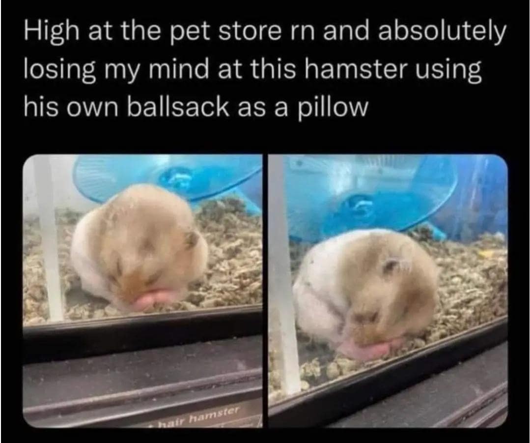 funny memes. High at the pet store rn and absolutely losing my mind at this hamster using his own ballsack as a pillow