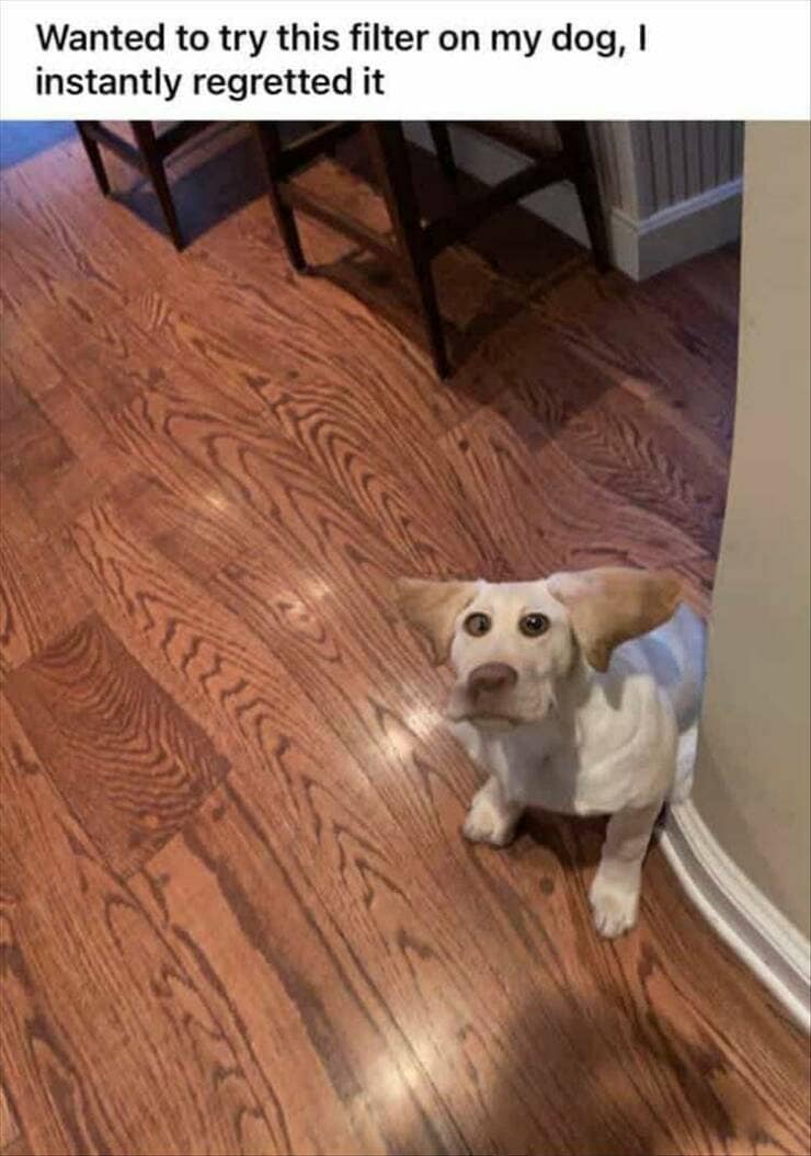 funny memes. Wanted to try this filter on my dog, I instantly regretted it
