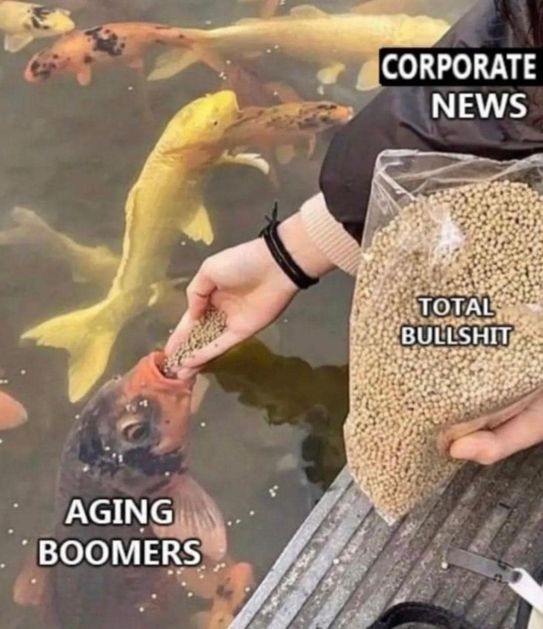 funny pics, funny memes, funny photos, funniest pics