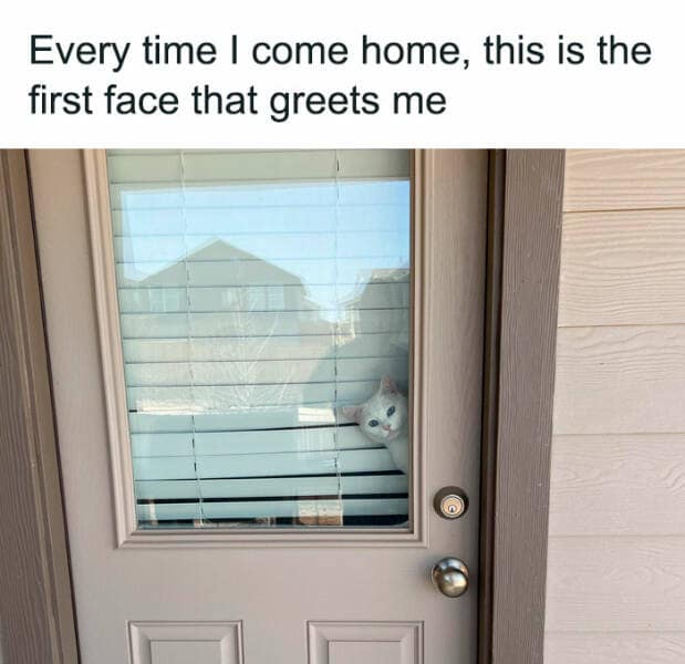 happy memes. Every time I come home, this is the first face that greets me